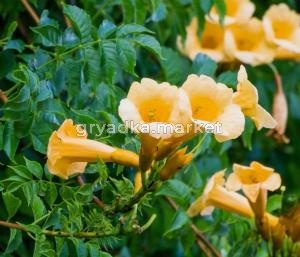 Скриншот 21-04-2026 144817