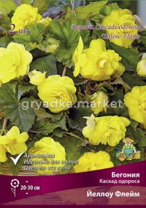 Бегония Каскад одороса Йеллоу Флейм