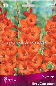 Гладиолус Вигс Сенсейшн 10шт 12-14