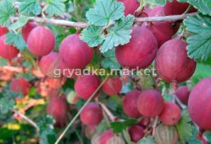 Крыжовник Колобок с3