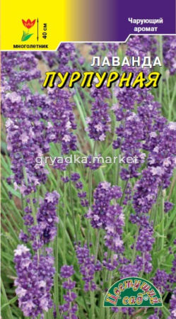 Лаванда Пурпурный ковер 5шт Мн 40см (Цвет сад)