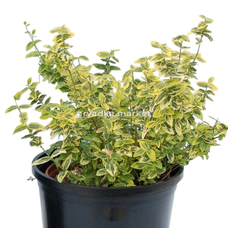 Бересклет форчуна Эмералд энд Голд v2 Lav