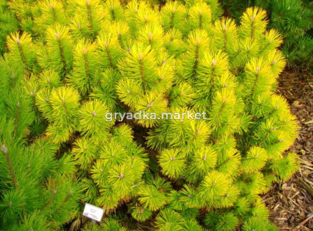 Сосна горная (Pinus mugo Zundert) С2 Н40-50 