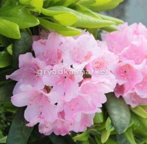 Рододендрон гибридный Хельсинский Университет (С2 Н20-30)