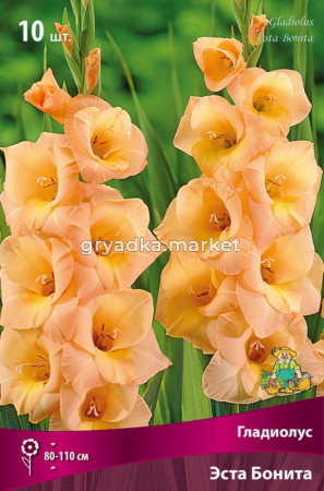 Гладиолус крупноцветковый Эста Бонита 10шт (кремово-лососевый, 10-12, h110см)
