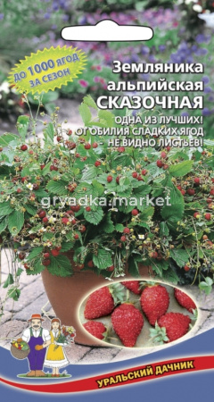 Земляника Сказочная, альпийская-от обилия ягод не видно листвы!! (УД) ЧСС