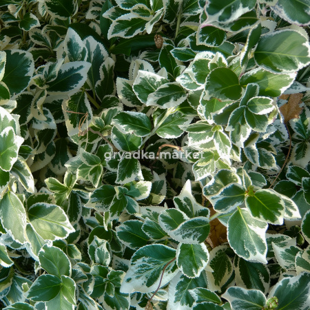Бересклет Форчуна Эмералд Гайети C 3 20-30 1