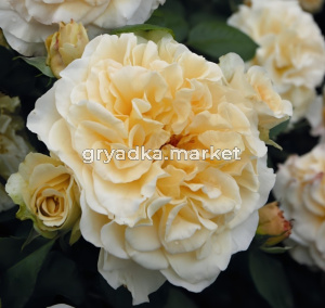 Роза Комтесса чайно-гибридная 1шт (БиоМастер)