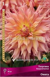 Георгина бахромчатая Омега (оранжево-розовый, диаметр цветка 20см, 1шт, I)