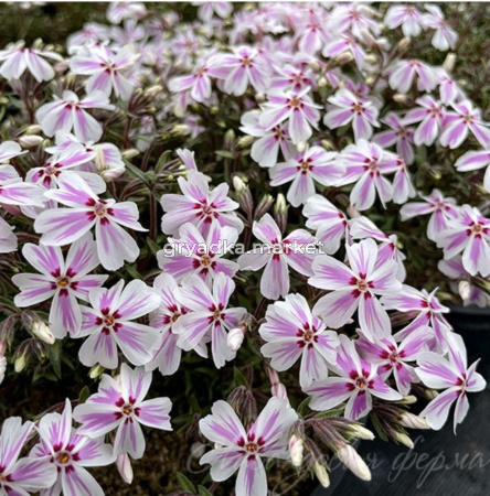 Флокс шиловидный 