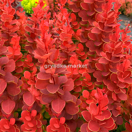 Барбарис тунберга Саммер Сансет C 3 20-30 3