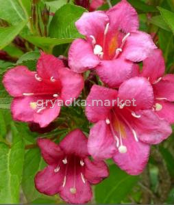 Вейгела Бристол Руби