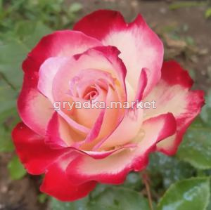 Скриншот 14-04-2026 142948