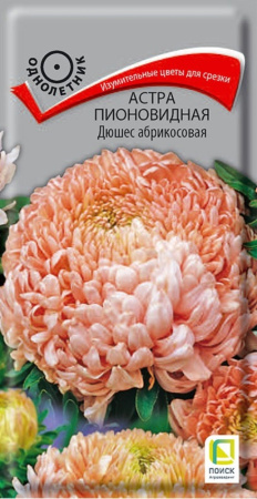 Астра Дюшес абрикосовая пионовид (ЦВ) (