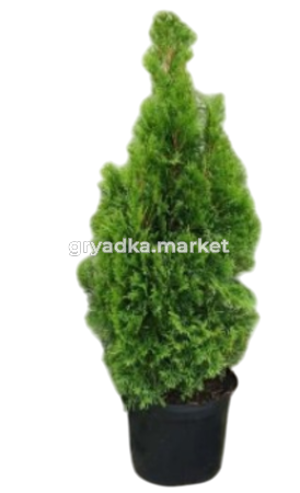 Картинка-Photoroom (4)