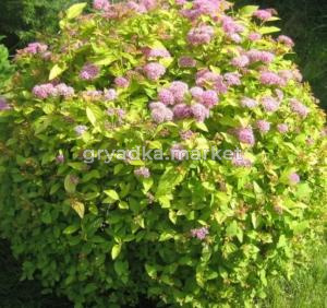 Спирея японская Голден принцесс (Golden Princess) с3