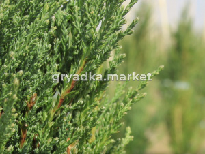 Можжевельник скальный Блю Эрроу (Juniperus scop. Blue Arrow 100+ см WRB)