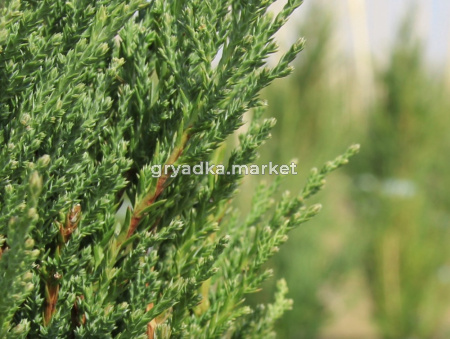 Можжевельник скальный Блю Эрроу (Juniperus scop. Blue Arrow 100+ см WRB)