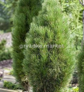 Сосна черная Грин Тауэр С5 (ПДИ)