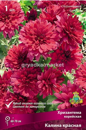 Хризантема корейская Калина (красный, 1шт)