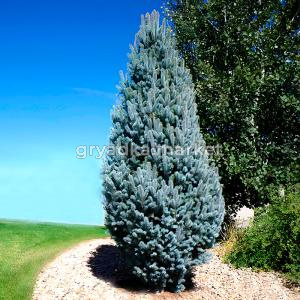 Ель колючая Изели Фастигиата C20 1