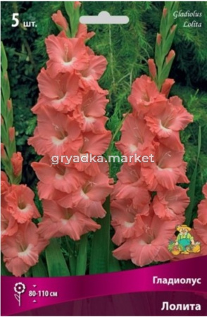 Гладиолус Лолита 12-14  5шт