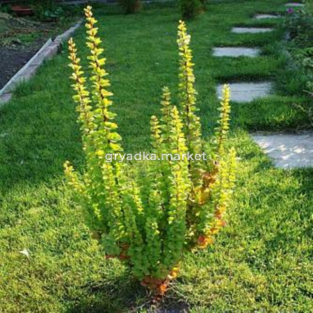 Барбарис Тунберга (Berberis thunbergii Еrecta) C-4 Н70-90 