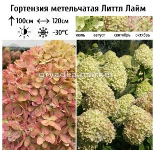 Скриншот 31-03-2025 134455