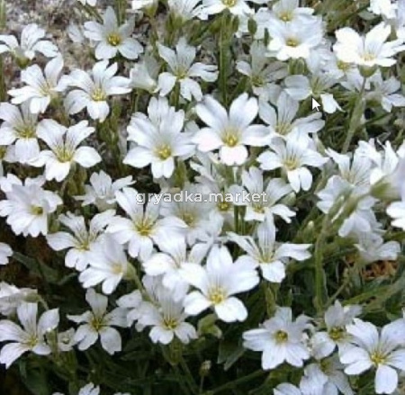 Ясколка войлочная, С3 (Питомник Малахит)