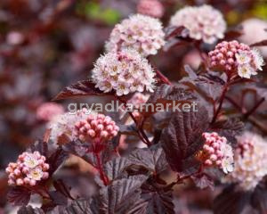 Пузыреплодник калинолистный с2 (Никитенко)