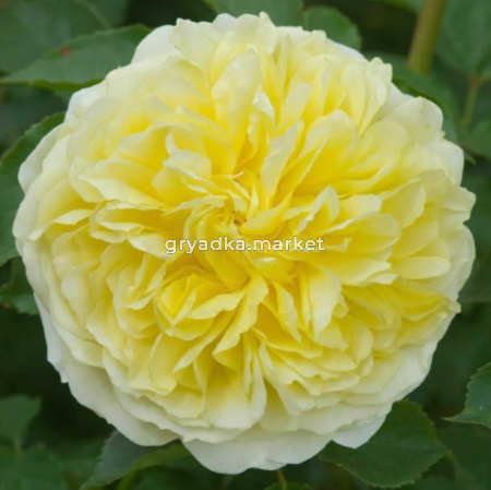 Роза английская Пилигрим v5 Lav