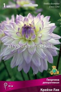 Георгина декоративная Крейзи Лав (белый со светло-сиреневыми кончиками и тонкой сиреневой к, 1шт, I)
