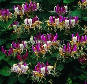 Жимолость приморская Серотина (С3)