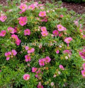 Скриншот 16-04-2026 100149