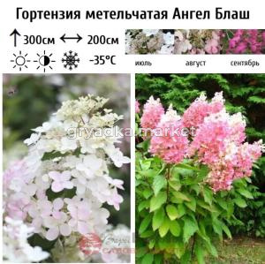 Гортензия метельчатая (Hydrangea paniculata) Ангел Блаш  С3 СП-23