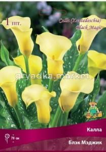 Калла Блэк Мэджик 1шт 14-16