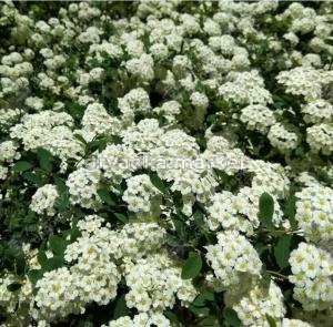 Спирея стелющаяся С3 ГлХ