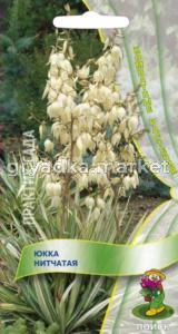 Юкка нитчатая 3шт. Поиск