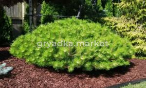 Скриншот 21-04-2026 104819