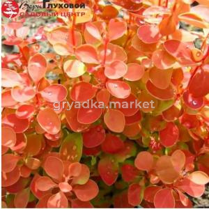 Барбарис Тунберга (Berberis thunbergii) Оранж Айс С3 СП-23