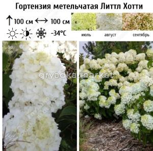 Гортензия метельчатая Литтл Хотти С3 ГлХ 