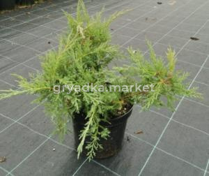 Можжевельник виргинский Хетц (Juniperus virg. Hetz С3)