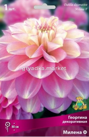 Георгина декоративная Милена Ф