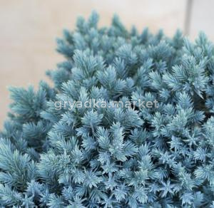 Можжевельник чашуйчатый Блю Стар (Juniperus sguamata Blue Star С3)