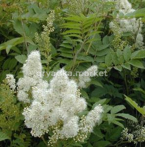 Рябинник рябинолистный (Sorbifoli sorbifolia) C3см