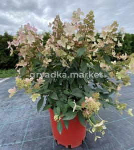 Скриншот 13-12-2024 145415