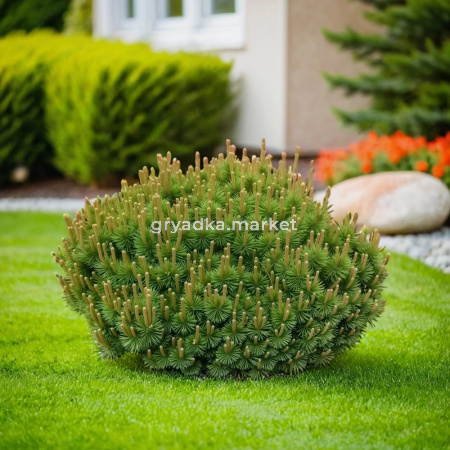 Сосна горная Мугус C 5 30-40 1