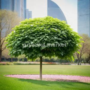 Катальпа бигнониевидная Нана Шт 180 обв. 8-10 cm 1