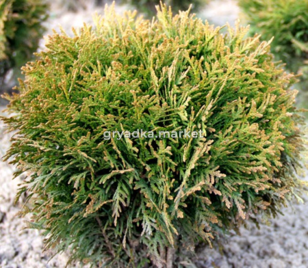 Туя западная Даника (Thuja occ. Danica С3)