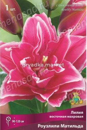 Лилия восточная Роузлили Матильда 1шт (цветки малинново-розовые с тонкой белой каймой)